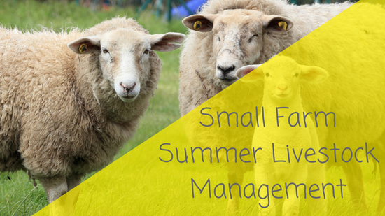 Small Farm Summer Livestock Management